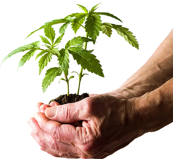 hands plant